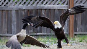 Photo Of Bald Eagle Clutching A Goose Sparks Debate On Internet. Here's Why