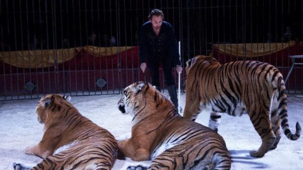 Italian circus trainer attacked by tiger in front of live audience in horrifying video